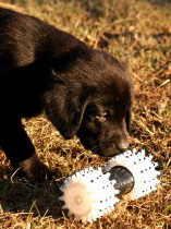 retriever_training_puppy_bumper_pic_0_0